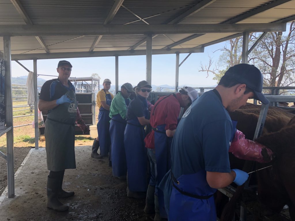 AI training at No Bull, Manning Valley NSW